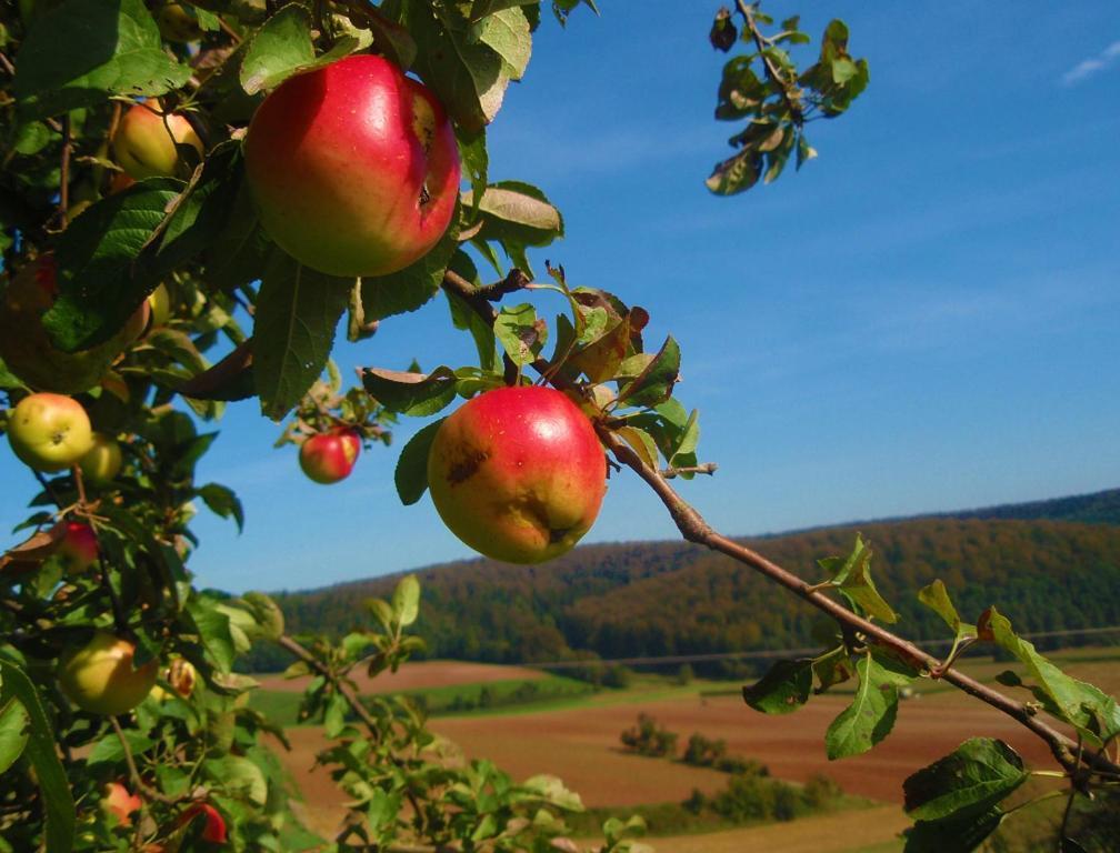 Landhotel Sonneneck - Breuna Im Naturpark Exteriör bild